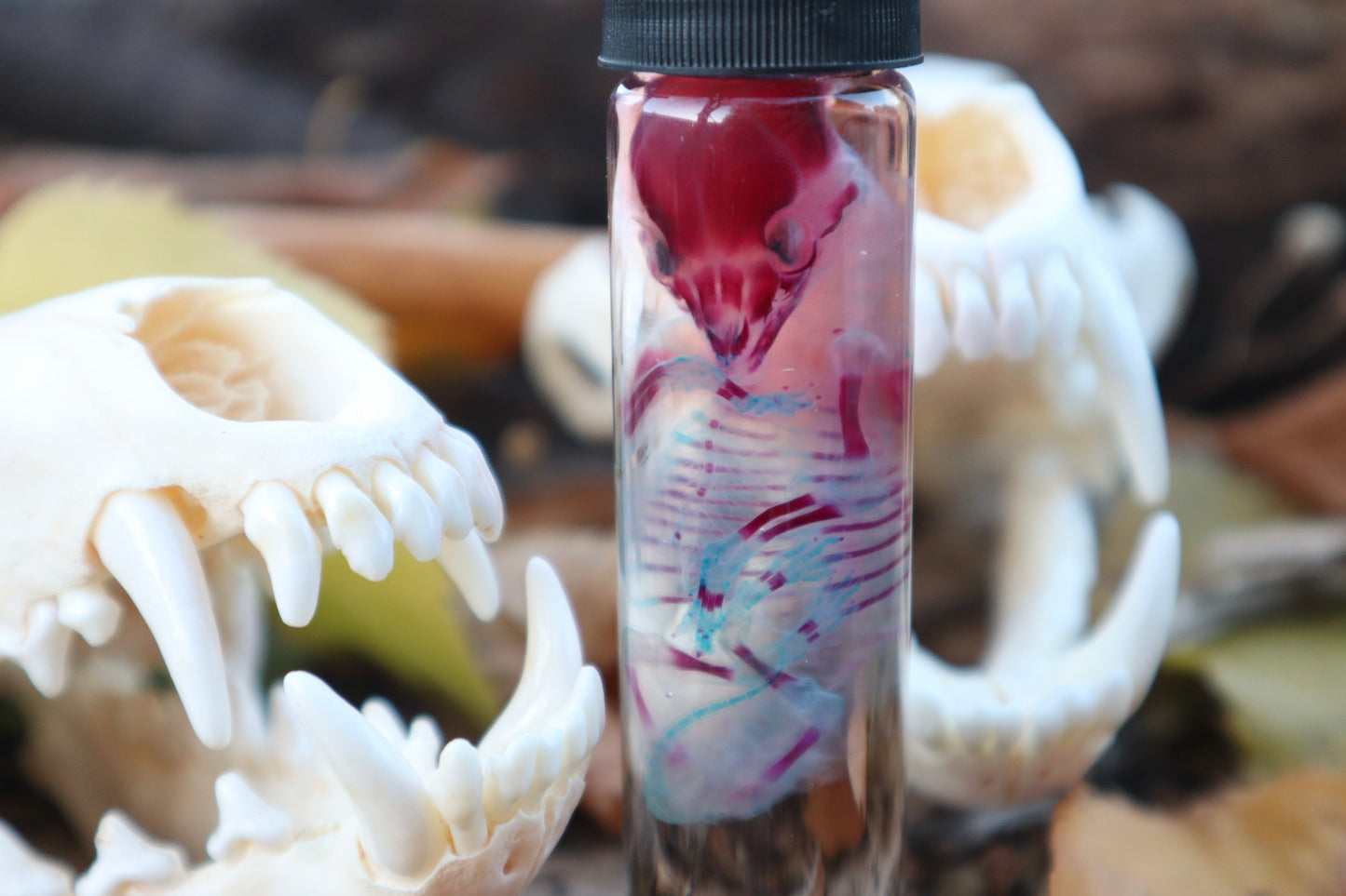 Diaphonized Fetal Coyote Pup