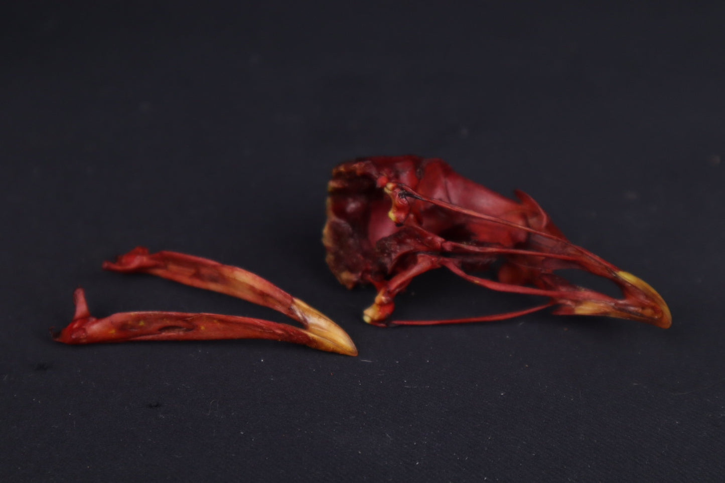 Craft Naturally Stained Chicken Skull