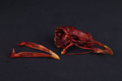 Craft Naturally Stained Chicken Skull