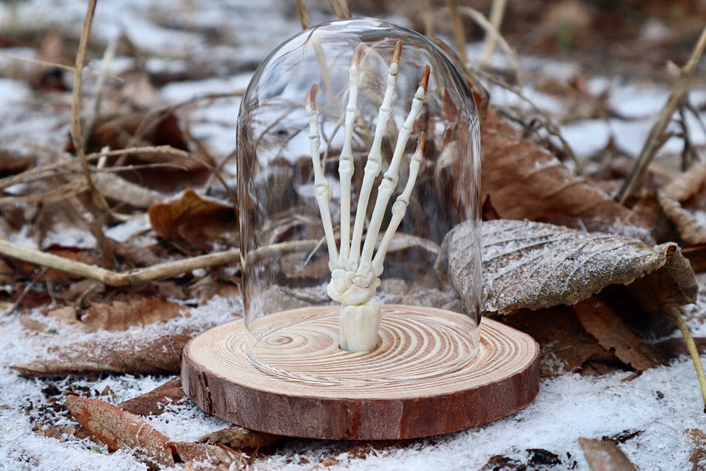 Raccoon Paw Articulation in Glass Dome