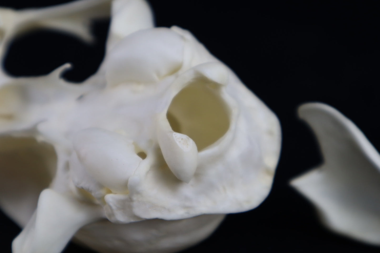 Reserved for Amberley Levine - Alaskan Lynx Skull
