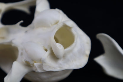 Reserved for Amberley Levine - Alaskan Lynx Skull