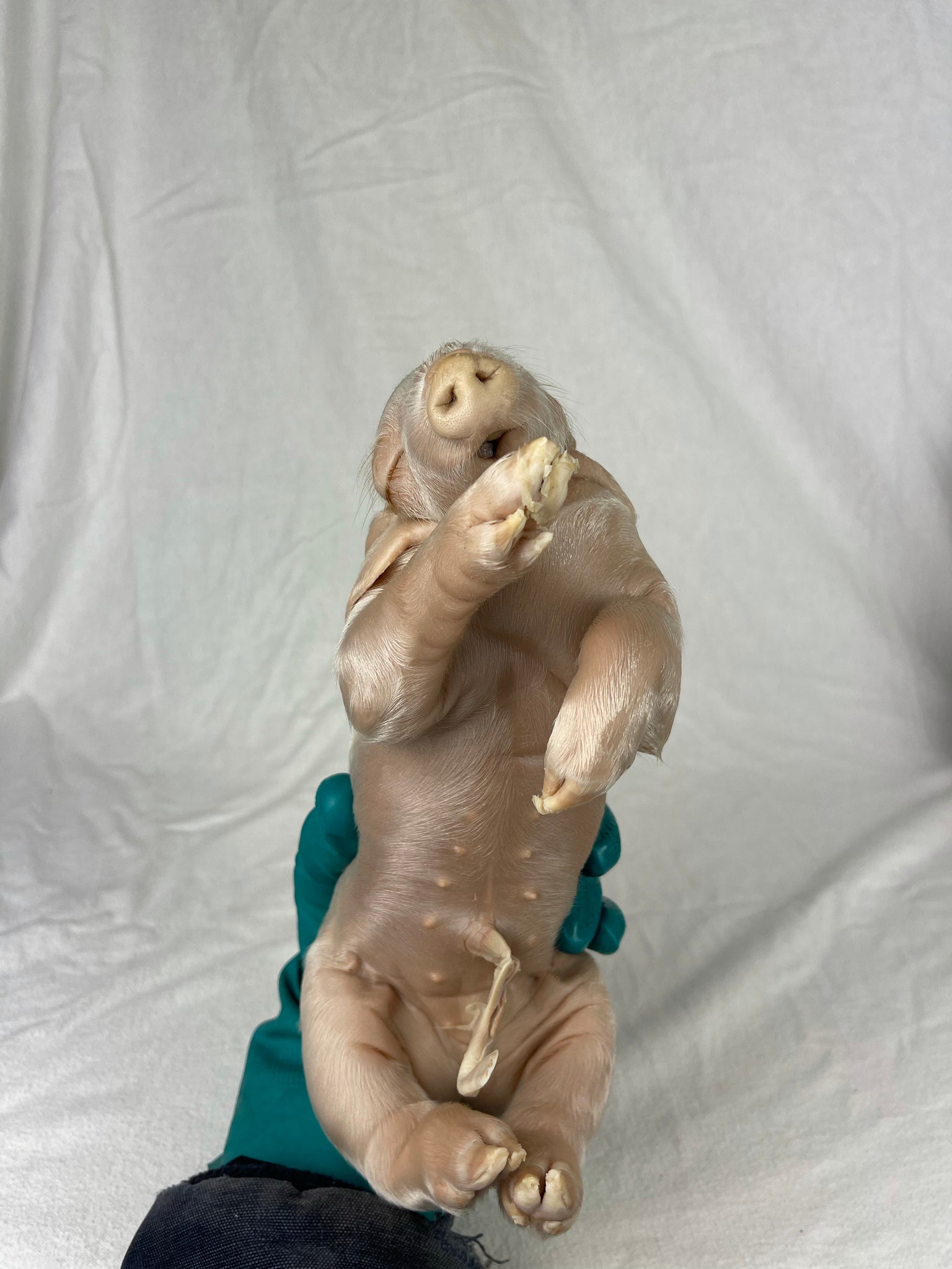 Reserved For Mariah - Wet Specimen Piglet with Congenital Disorders