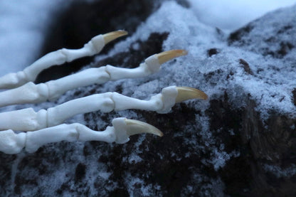 Bobcat Paw Articulation
