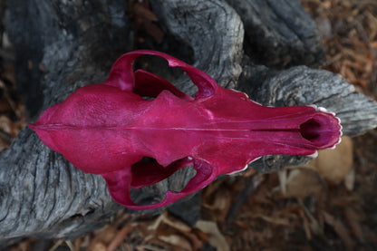 Reserved for Denise - Naturally Stained Coyote Skull