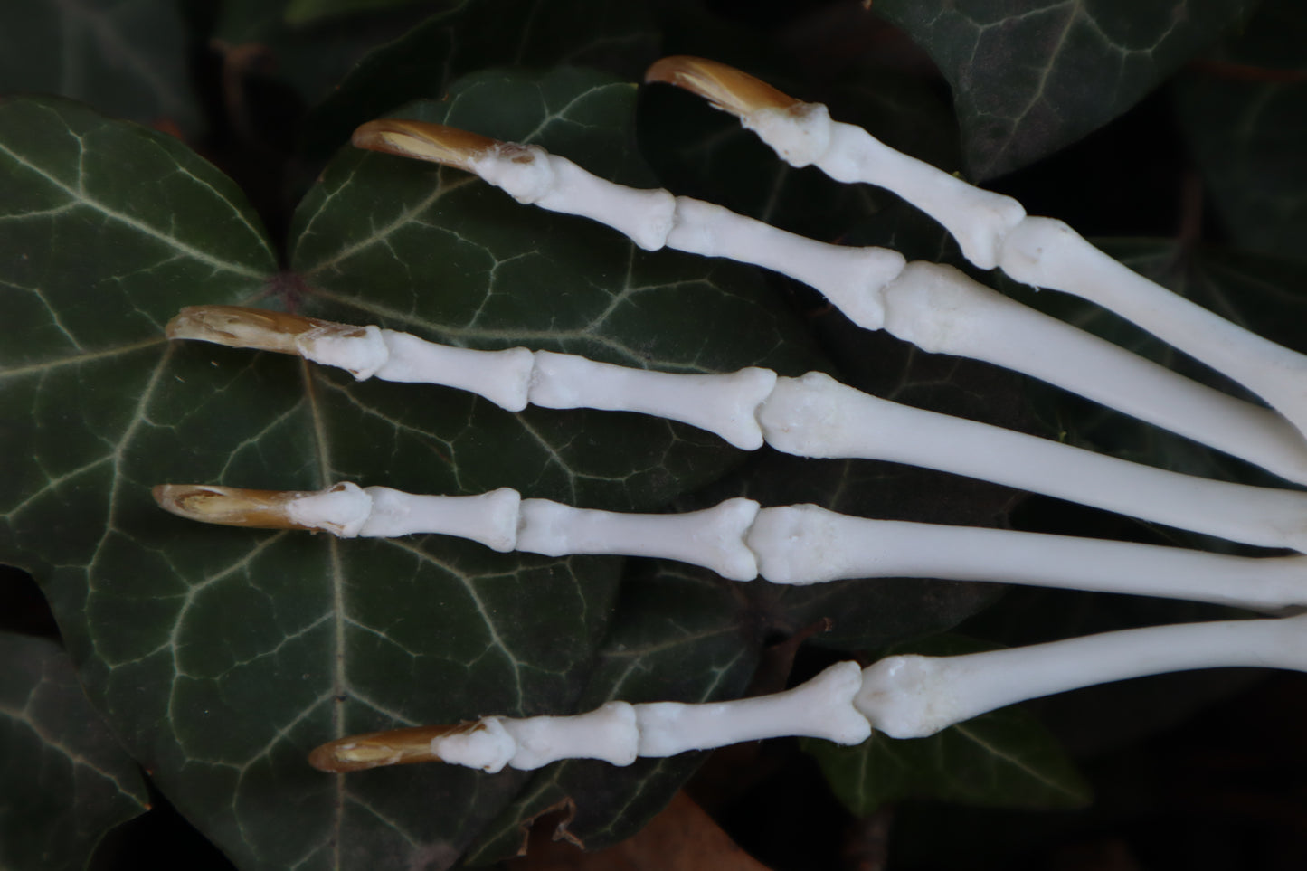 Raccoon Paw Articulation