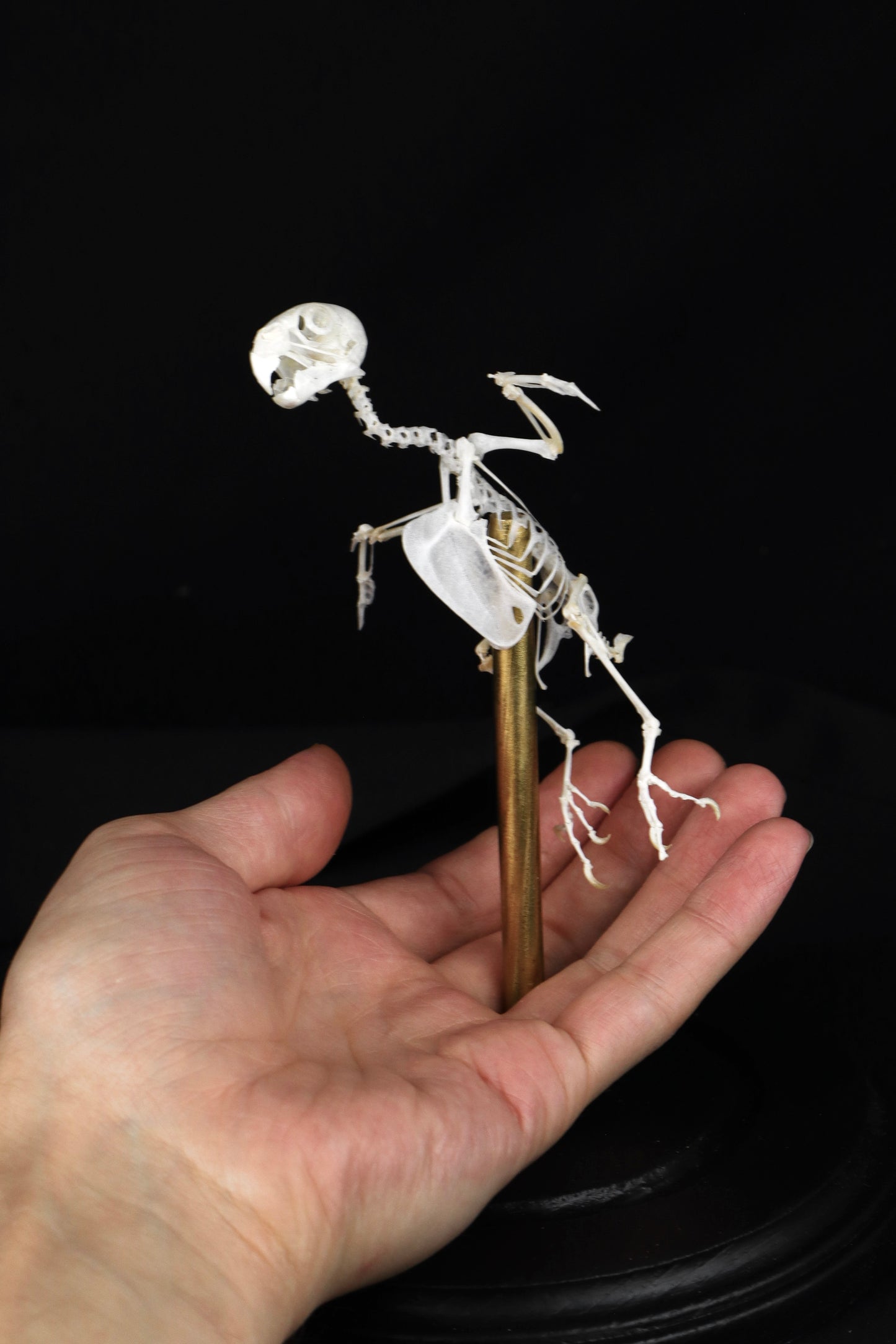 Reserved for Amanda - Articulated Parakeet Skeleton with Sclerotic Lenses