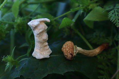 Gray Wolf Bone Monk Sculpture