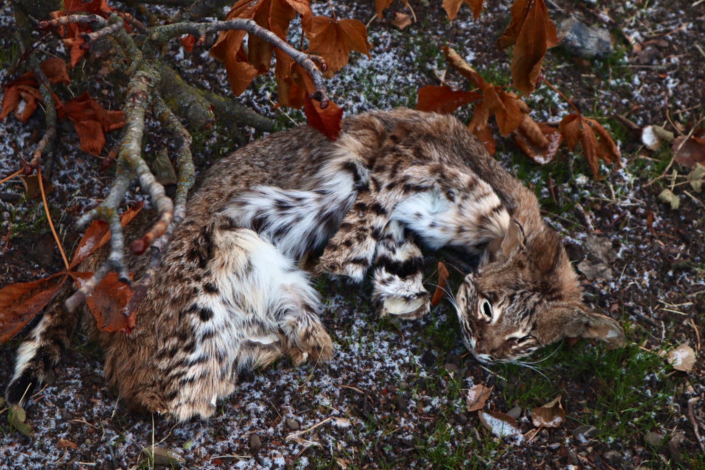 Bobcat Wallhanger