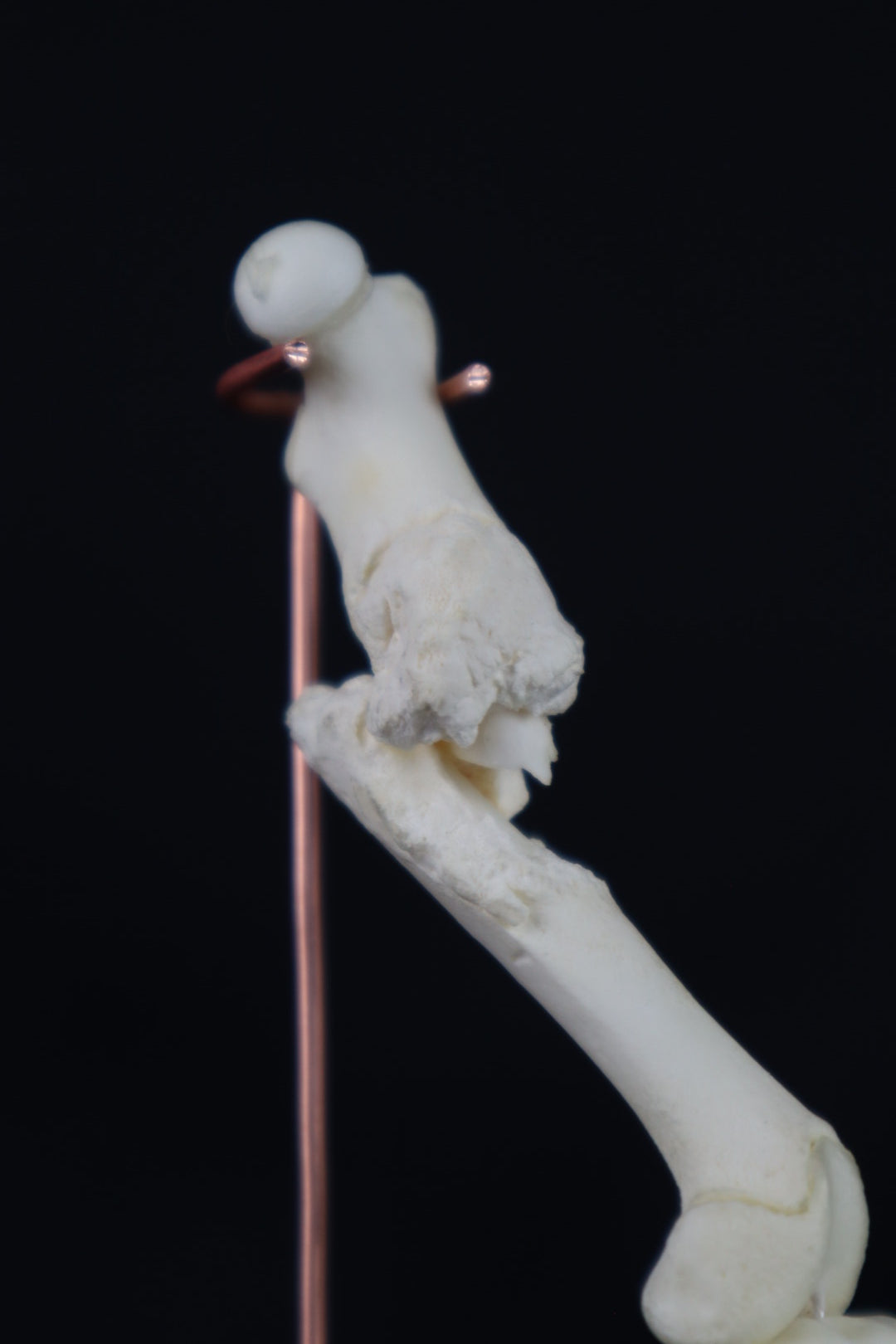 Pathological Domestic Kitten Leg Articulation