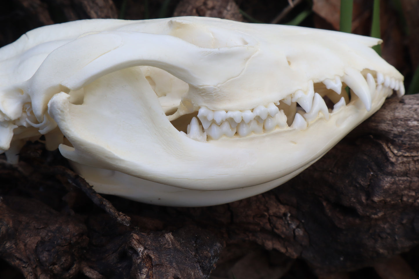 Juvenile Opossum Skull