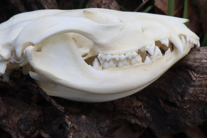 Juvenile Opossum Skull