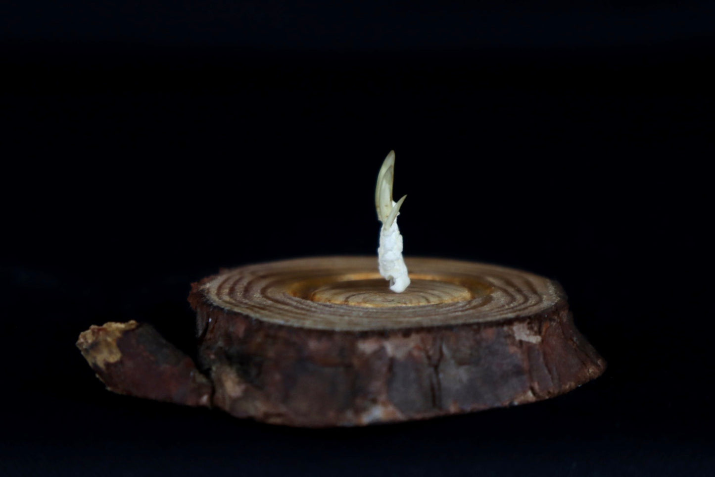 Mole Hand Articulation in Glass Dome