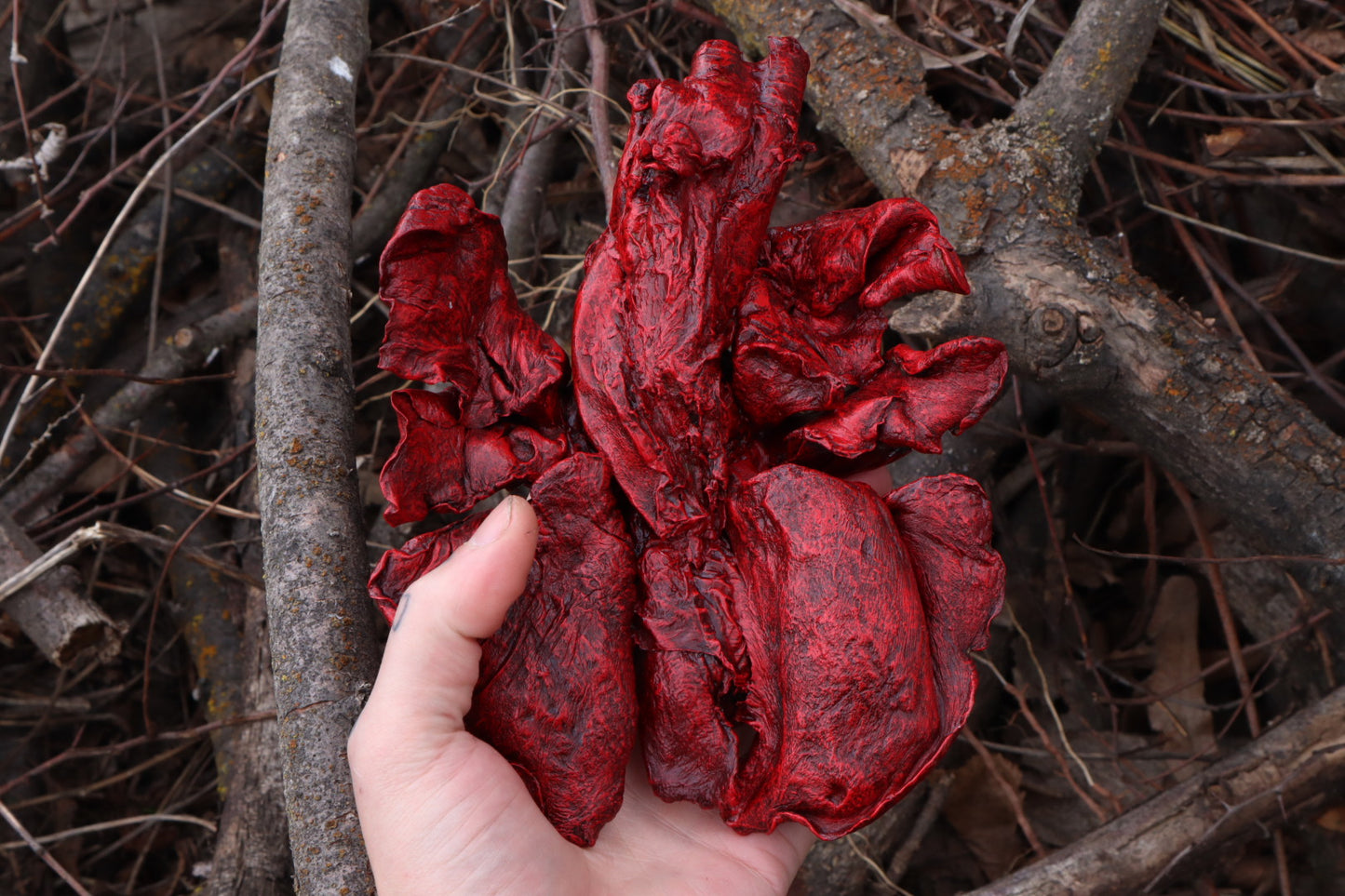 Dry Preserved Gray Wolf Lungs