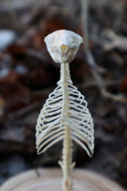 Mole Skull and Articulated Spinal Column
