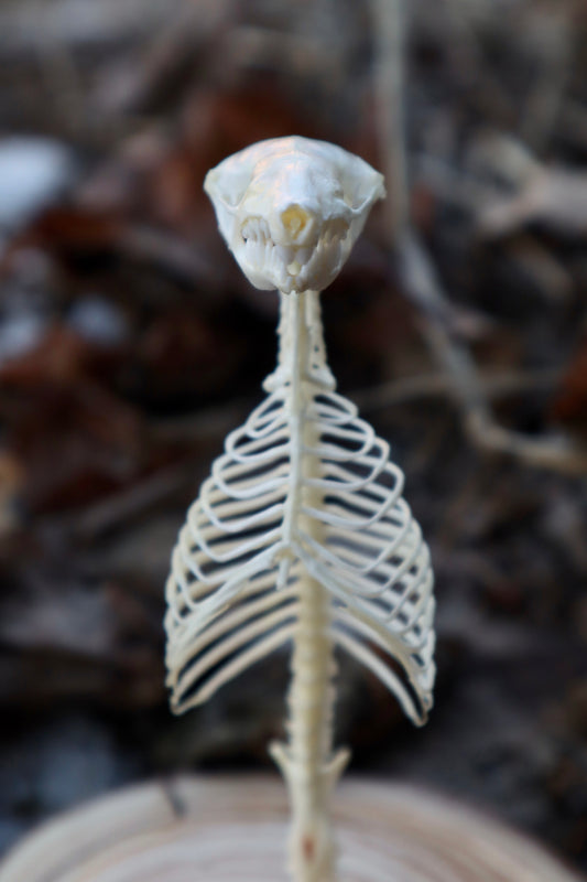Mole Skull and Articulated Spinal Column