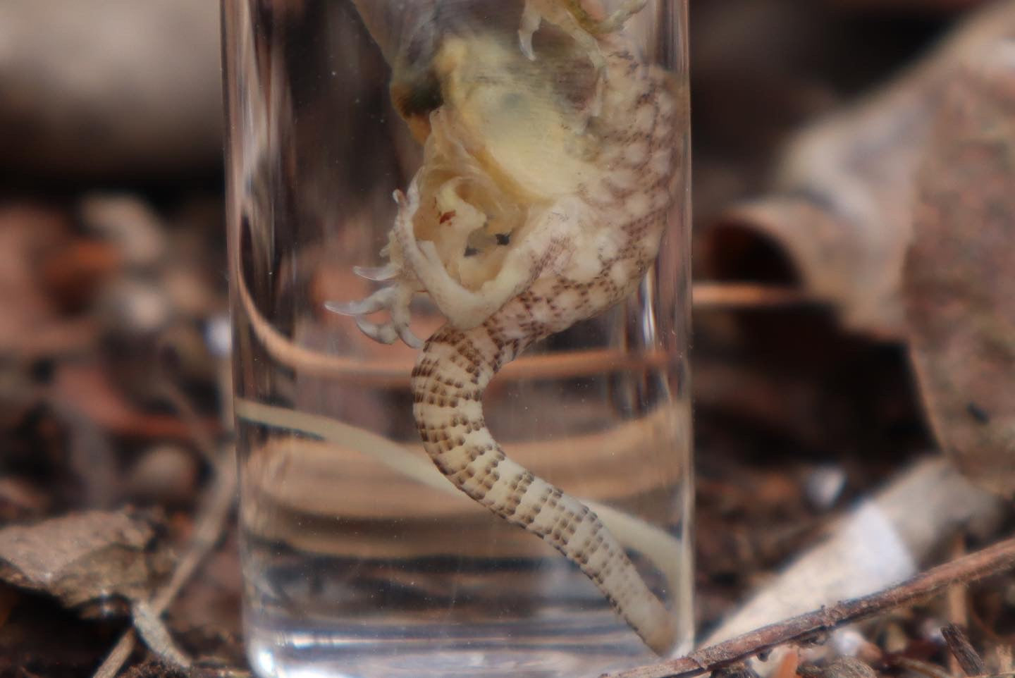 Baby Red Ackie Monitor Wet Specimen