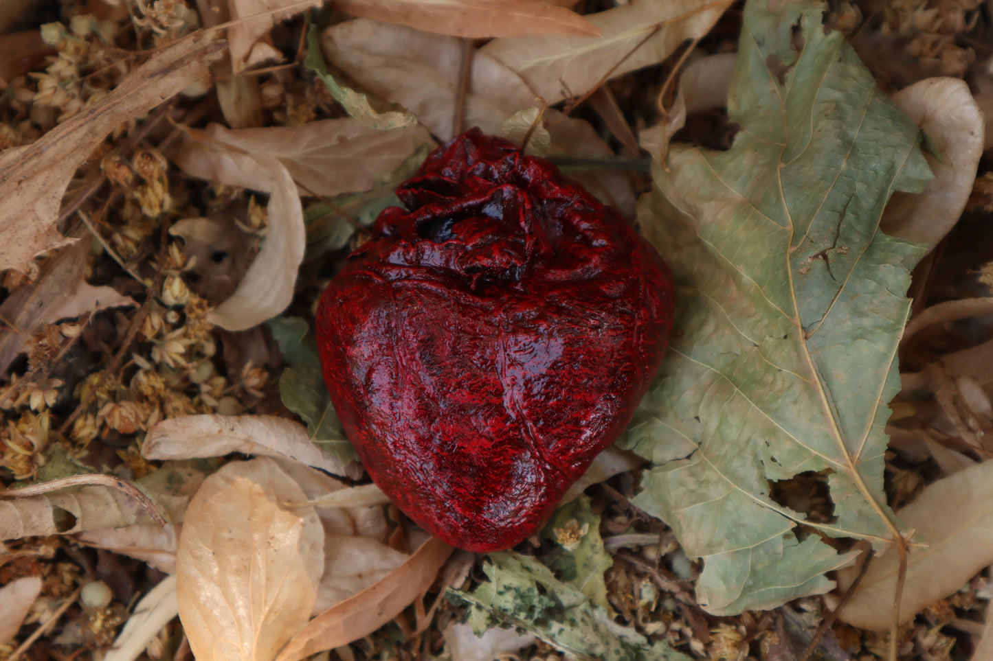 Reserved for Xana - Dry Preserved Coyote Heart