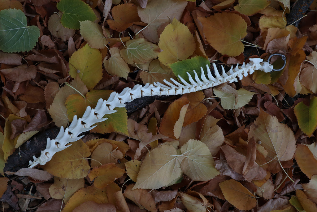 Reserved for Devyn - Bobcat Spinal Column Articulation