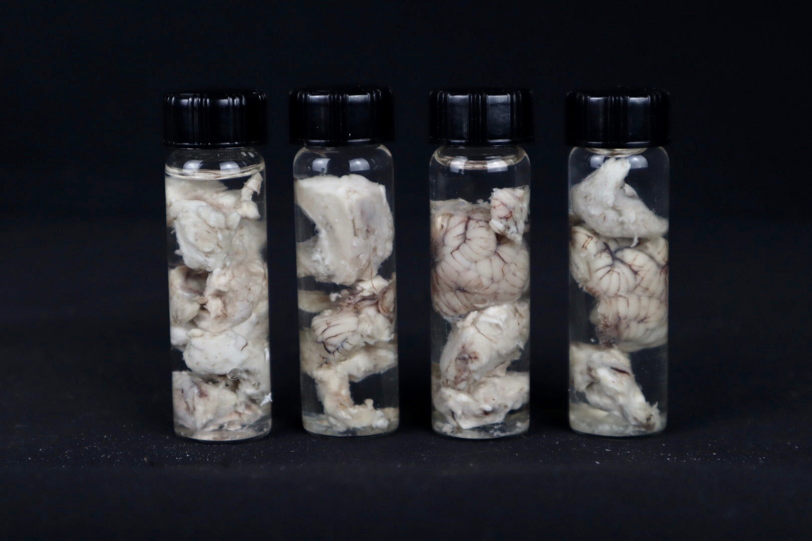 Mountain Lion Brain Bit Wet Specimen