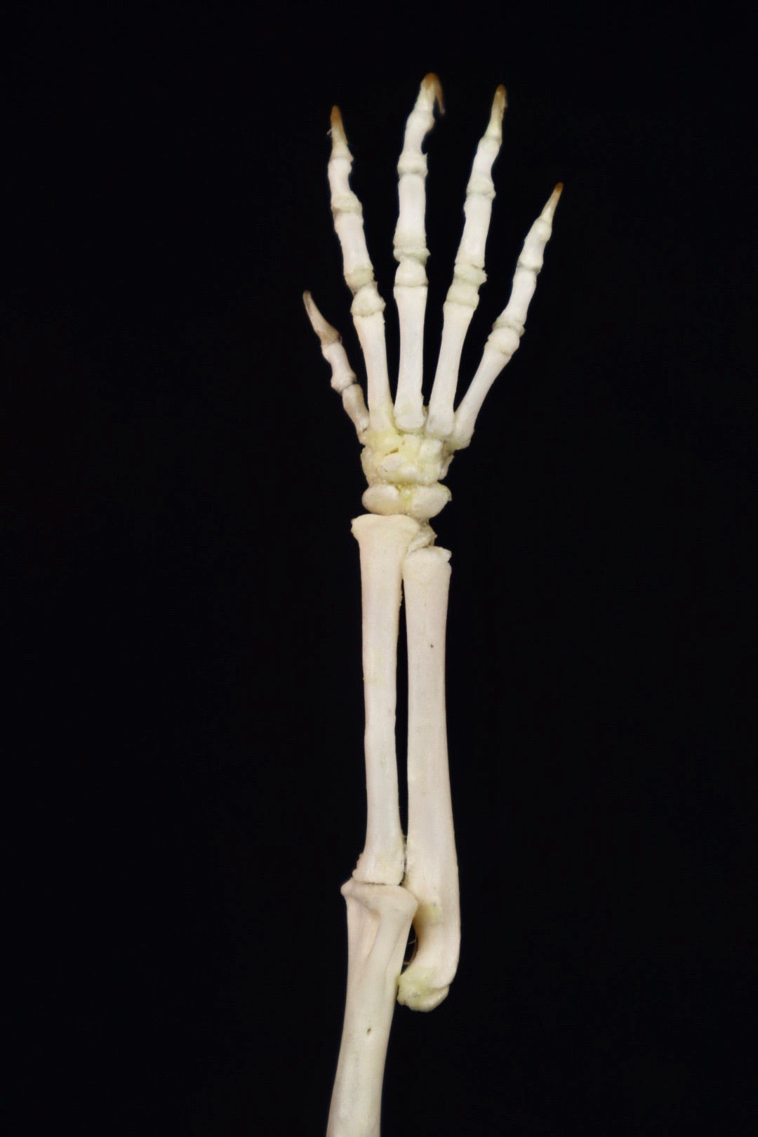 Domestic Kitten Arm Articulation