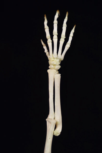 Domestic Kitten Arm Articulation