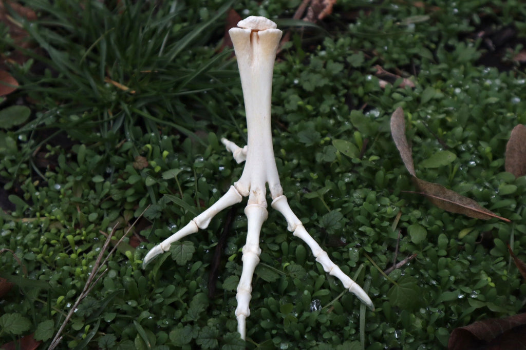 Chicken Foot Articulation