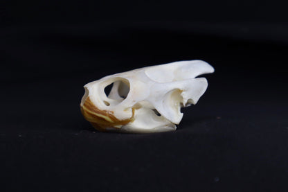 Red Eared Slider Skull