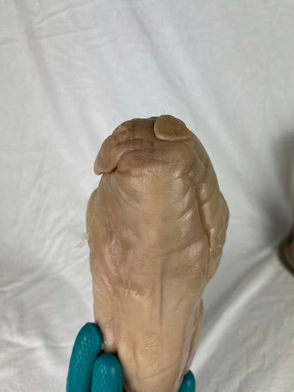 Reserved For Mariah - Wet Specimen Piglet with Congenital Disorders