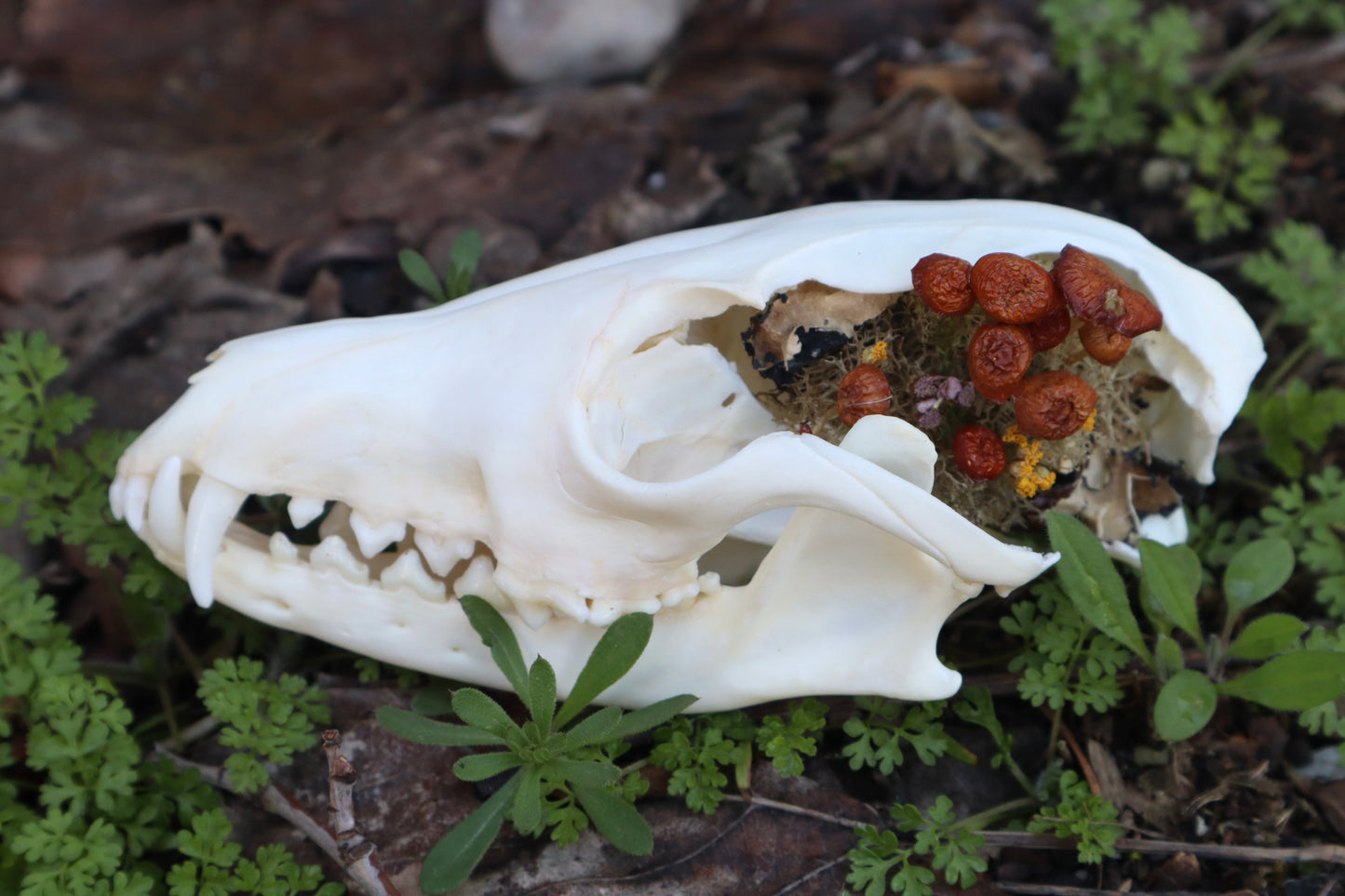 Reserved for Skye - Red Fox Mushroom Skullpture