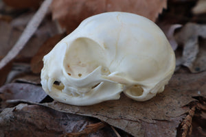 Reserved for Alycia - Kitten Skull