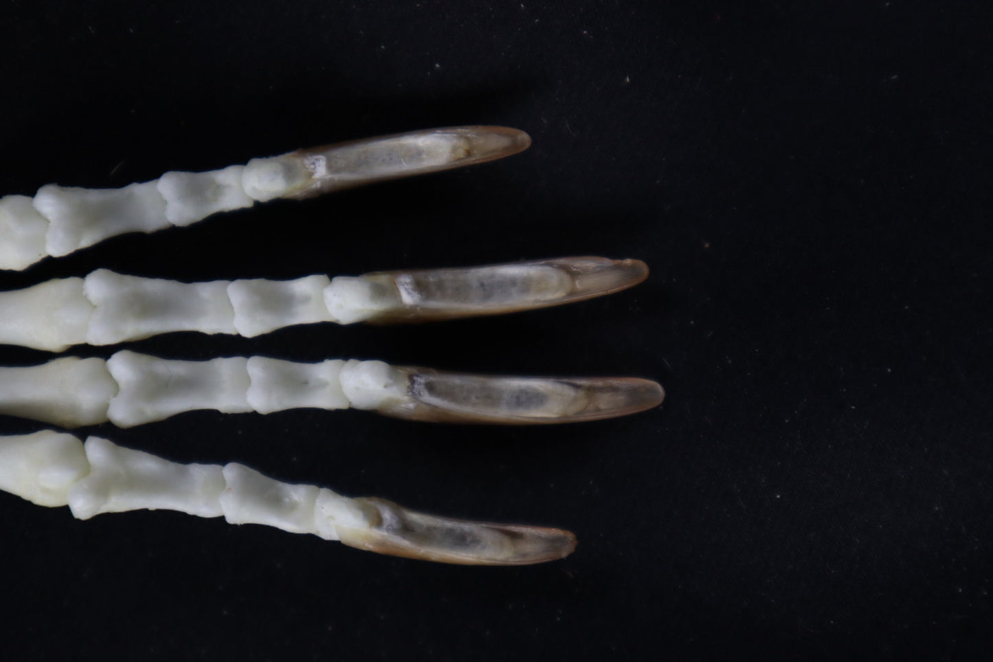 Porcupine Paw Articulation