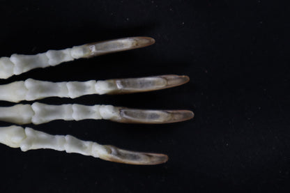 Porcupine Paw Articulation