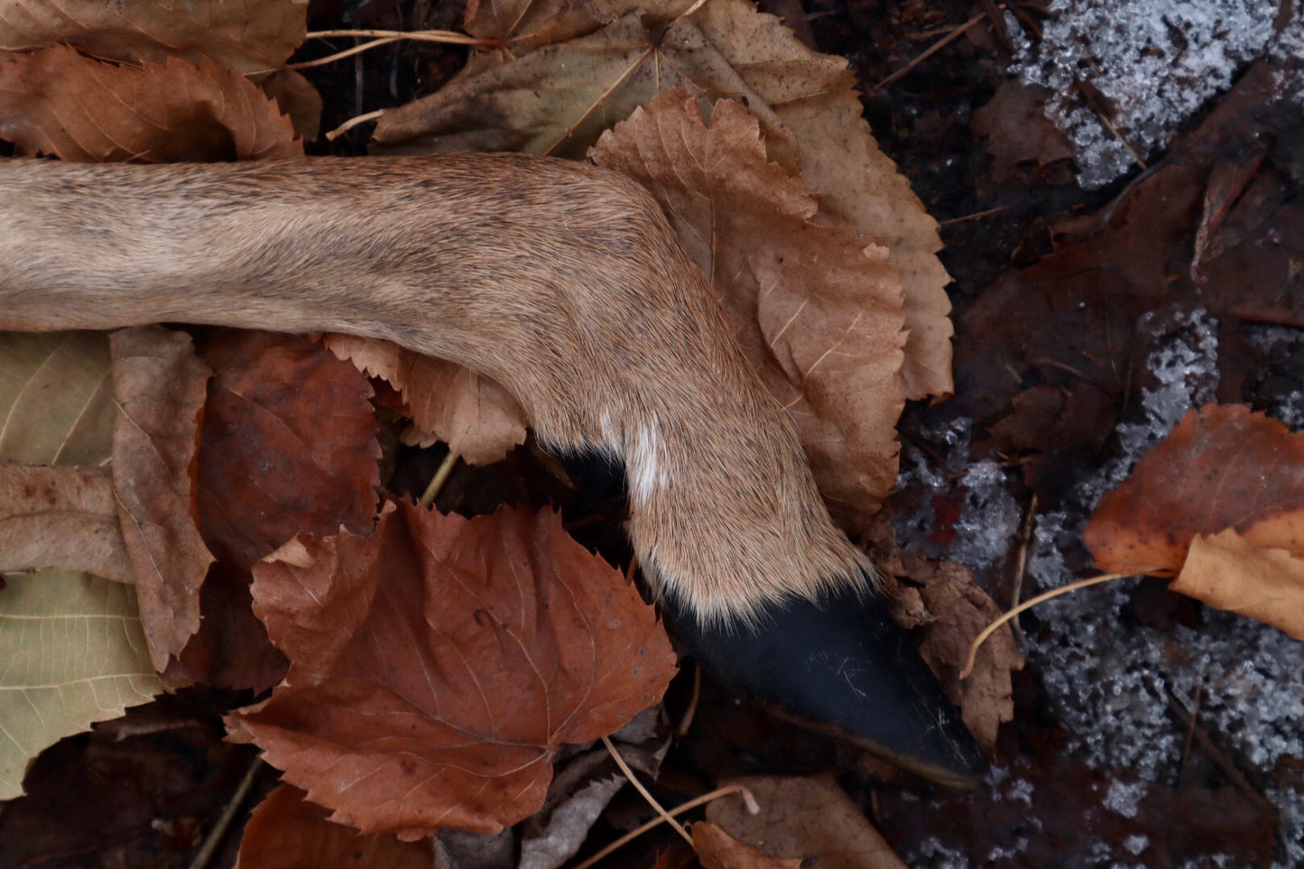 Whitetail Deer Hoof Hatchet