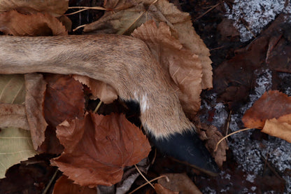 Whitetail Deer Hoof Hatchet