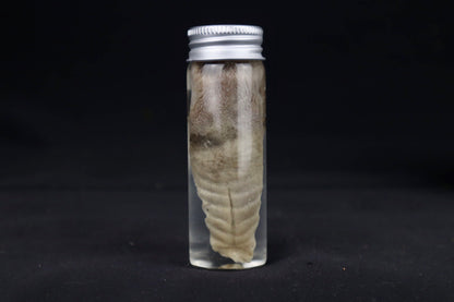 Red Fox Tongue Wet Specimen