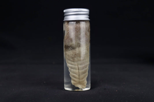 Red Fox Tongue Wet Specimen