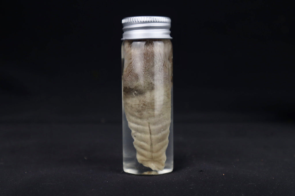 Red Fox Tongue Wet Specimen