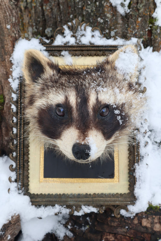 Taxidermy Raccoon