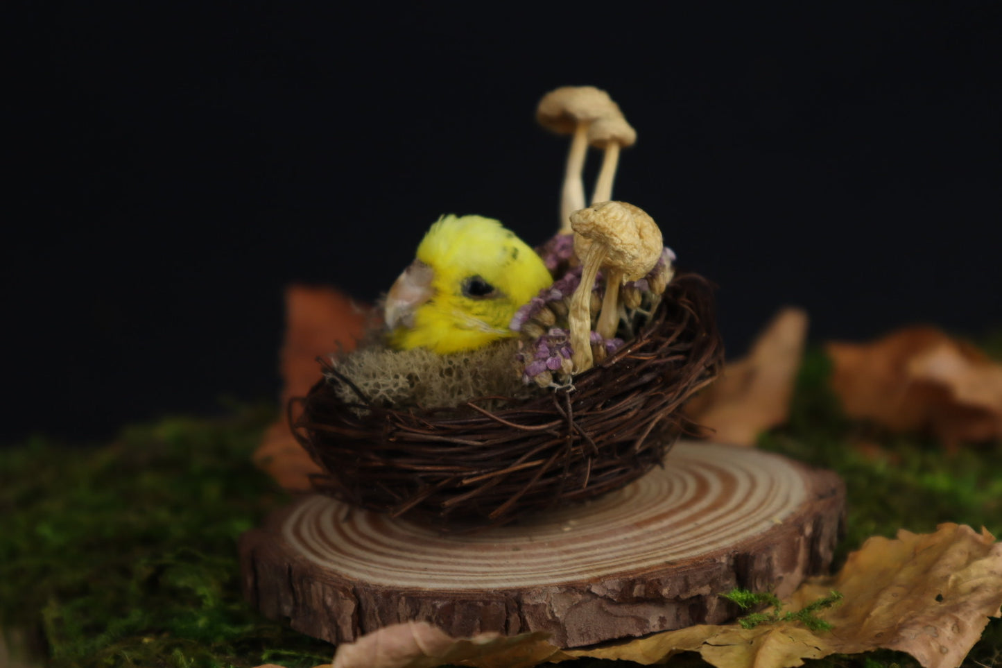 Reserved for Amanda -Taxidermy Budgerigar Head Sculpture