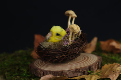 Reserved for Amanda -Taxidermy Budgerigar Head Sculpture