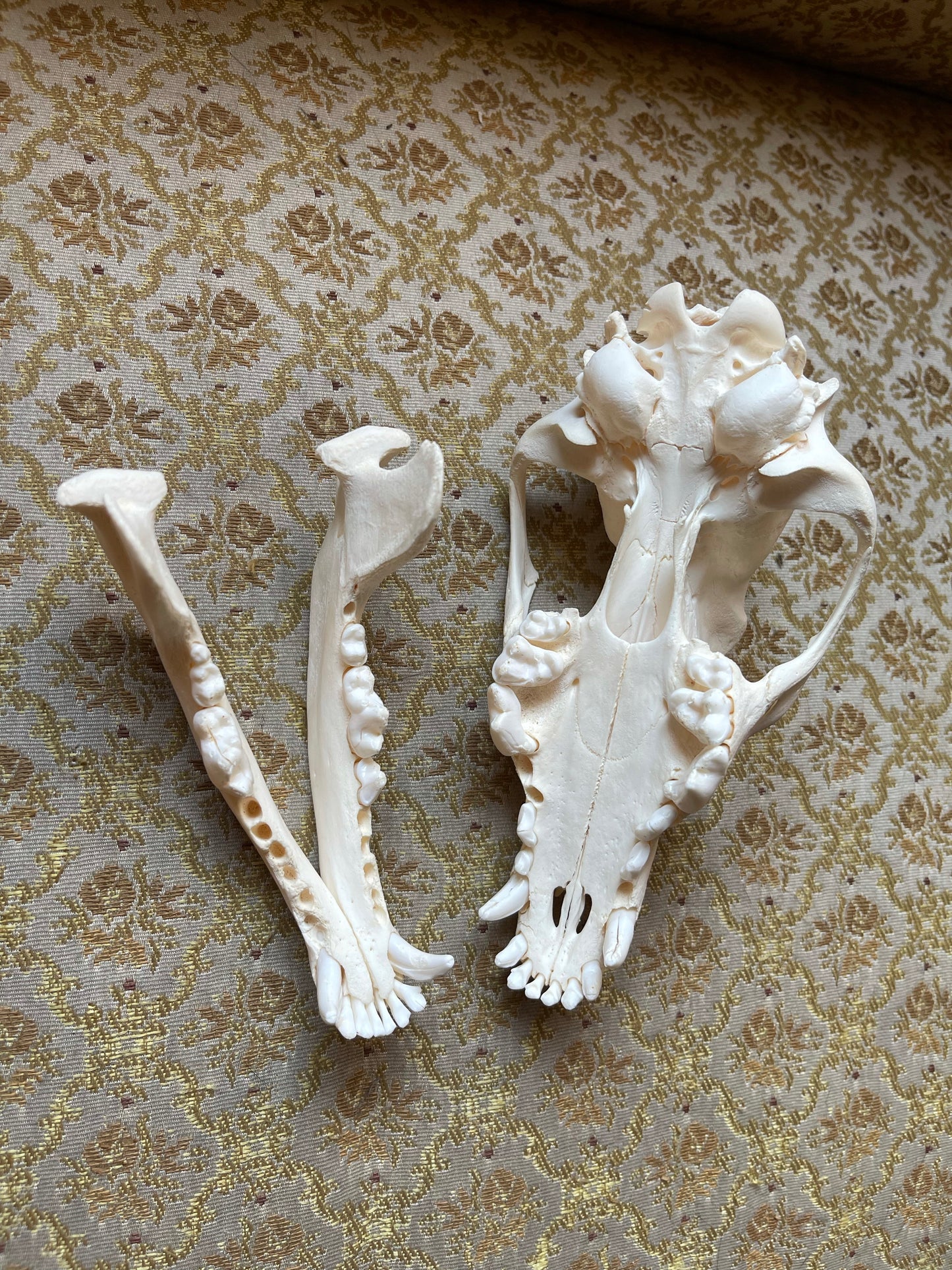 Reserved for Madison - Coyote Skull