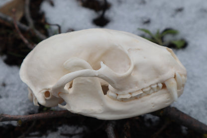 Reserved for Tori - Geriatric Raccoon Skull
