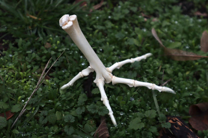 Chicken Foot Articulation