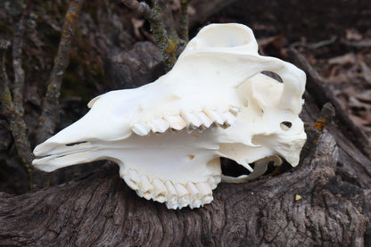 Reserved for Amanda - Partial Goat Skull