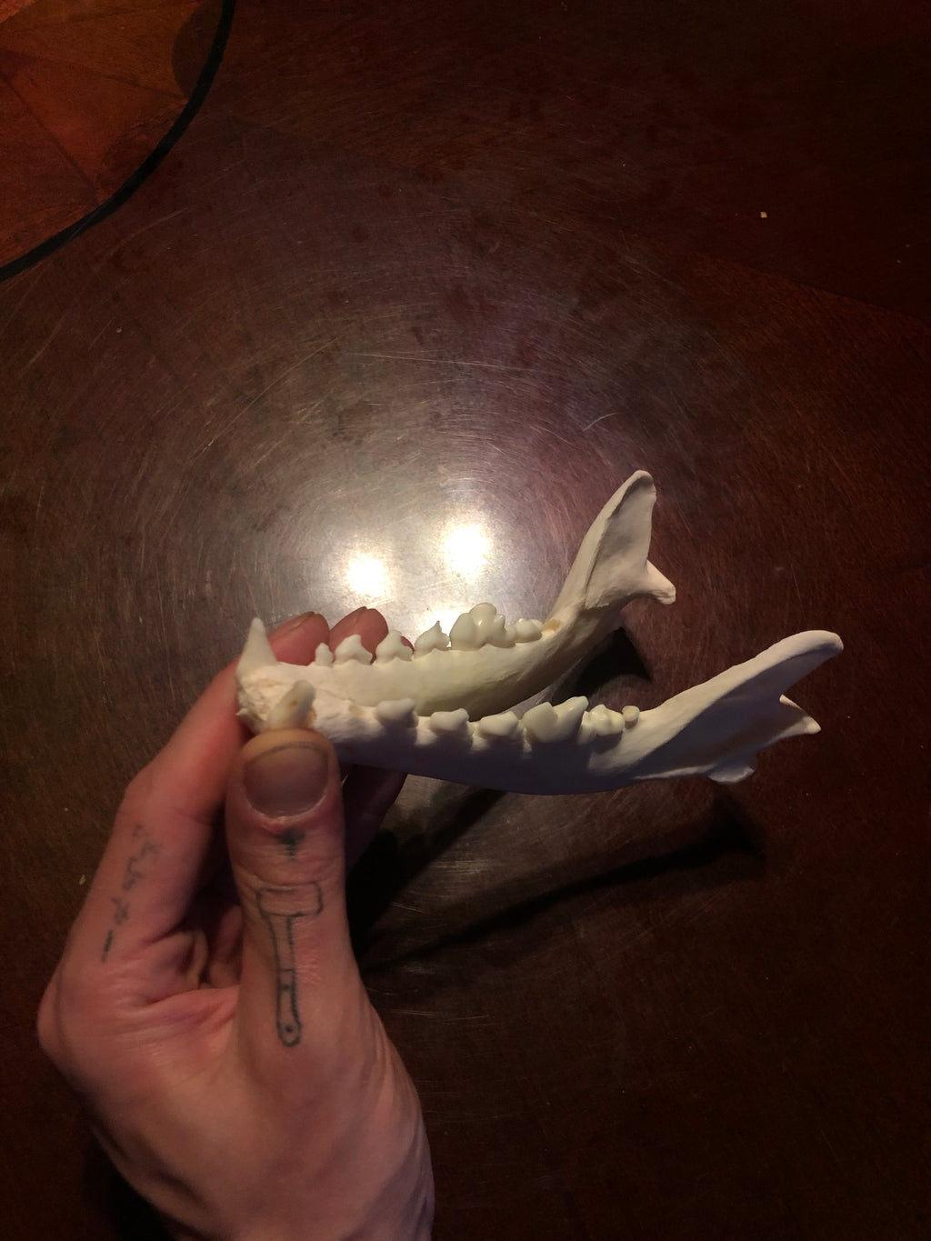 Reserved For Vince.626 - Pair Of Geriatric Coyote Mandibles