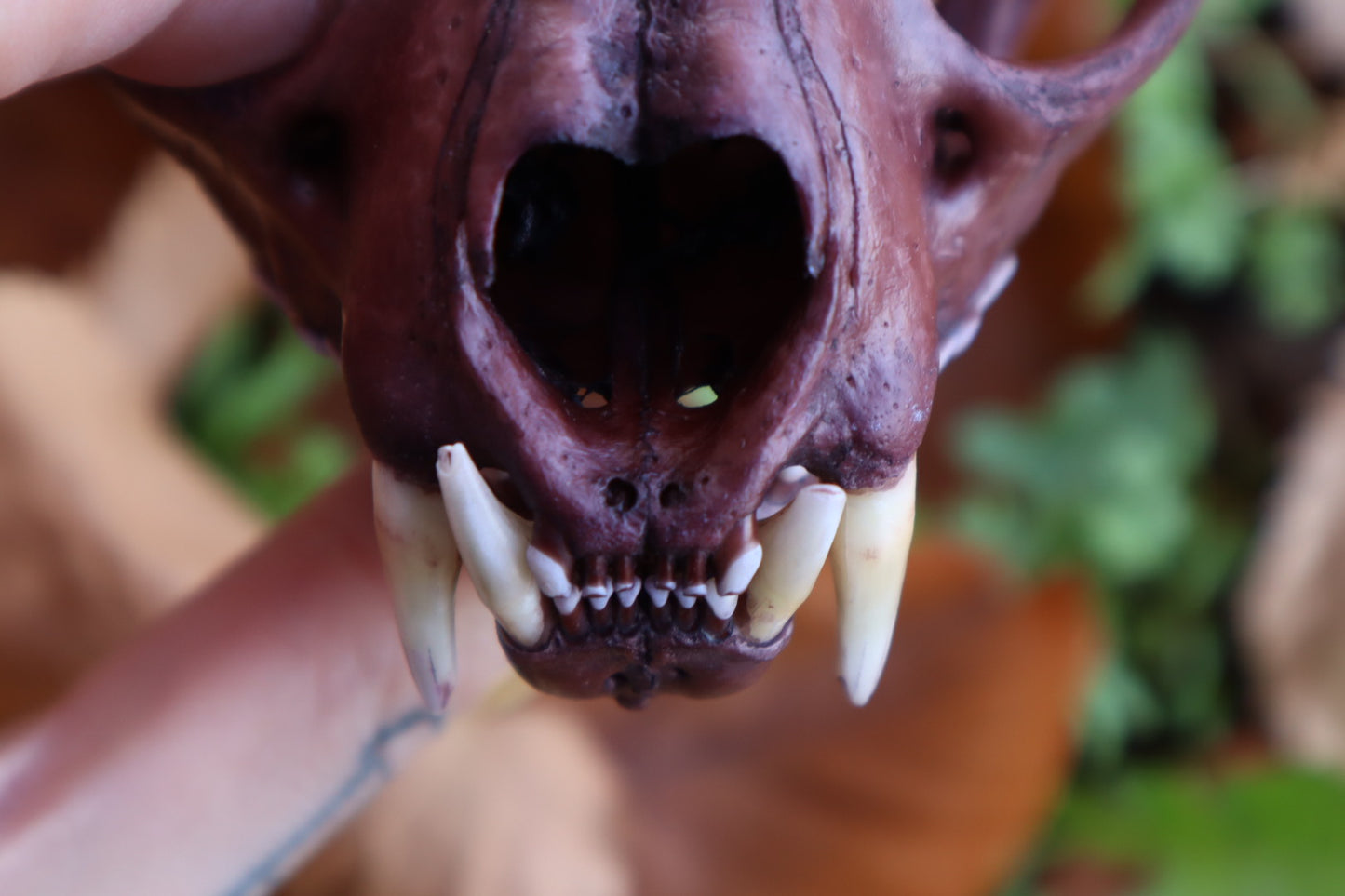 Reserved for Allie - Naturally Stained Alaskan Lynx Skull