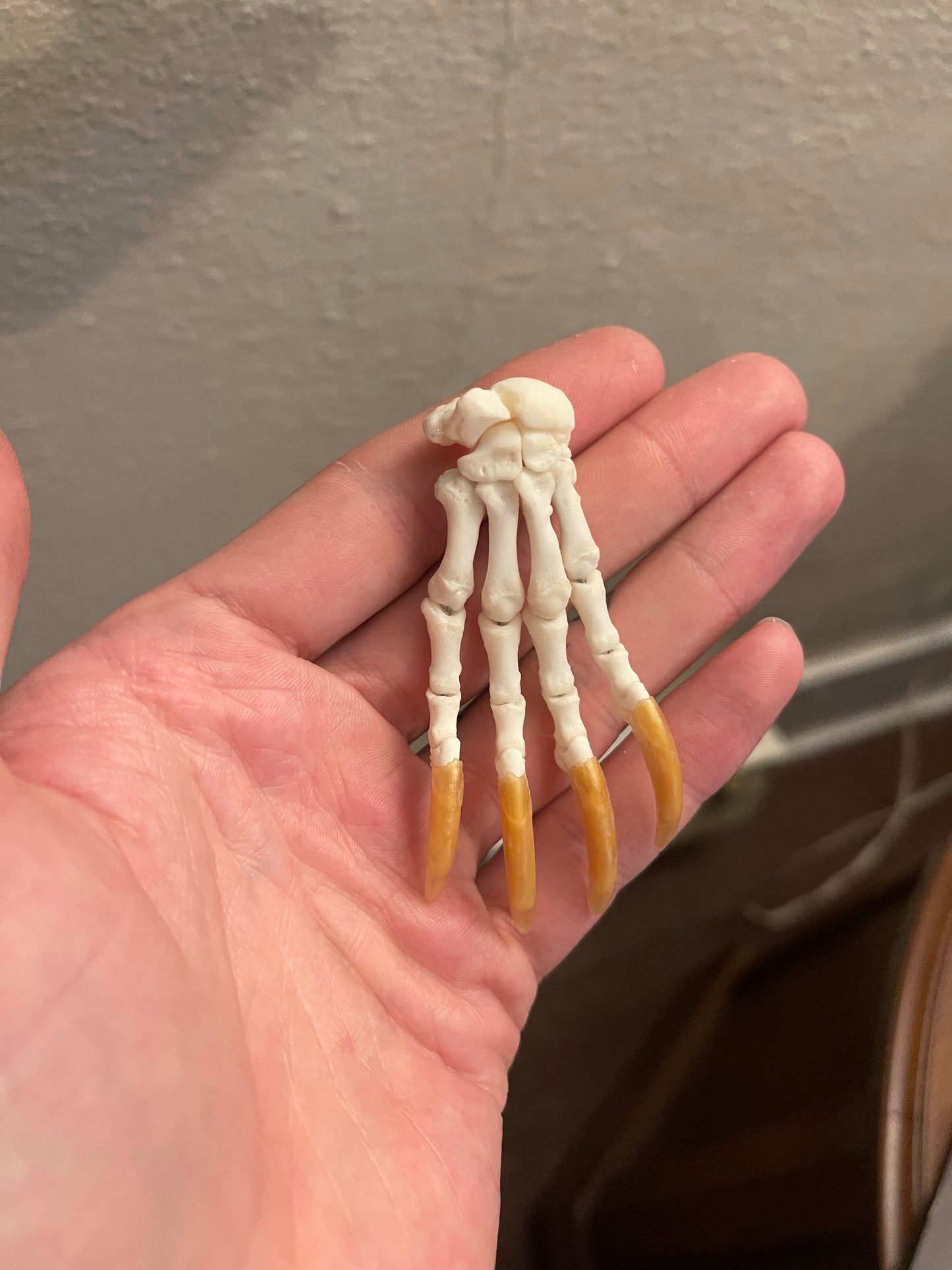 Reserved for Cody - Porcupine Paw Articulation