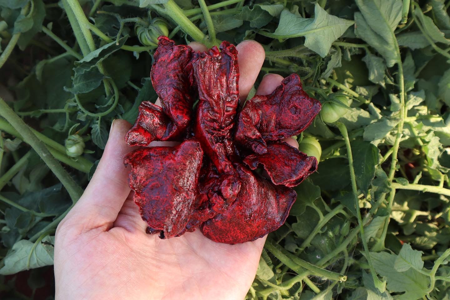 Reserved for Brandon - Dry Preserved Coyote Lungs