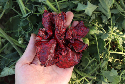 Reserved for Brandon - Dry Preserved Coyote Lungs